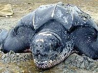 Кожистая черепаха (голова)