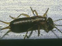 Кожистокрылые (Уховертка)