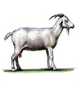 Коза (мегрельская порода)