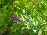 Козлятник восточный – Galega orientalis Lam.