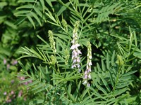 Козлятник лекарственный – Galega officinalis L.