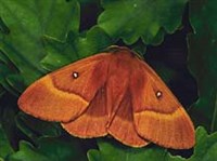 Коконопряды (коконопряд дубовый, самка)