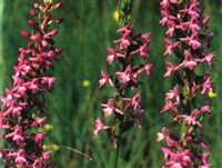 Кокушник комарниковый, длиннорогий – Gymnadenia conopsea (L.) R.Br.