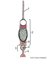 Колбочковые клетки (схема)