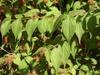 Колквиция прелестная – Kolkwitzia amabilis Grabn.