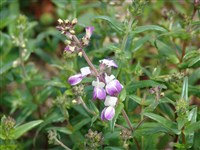 Коллинсия двухцветная, разнолистная, китайские домики – Collinsia bicolor Benth.