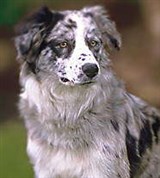 Колли (бордер)