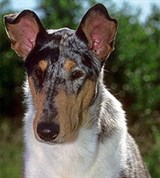 Колли (гладкошерстная)