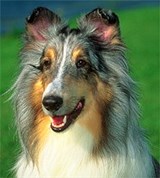 Колли (мраморно-голубая)