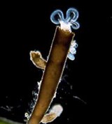 Коловратки (Флоскулярия)