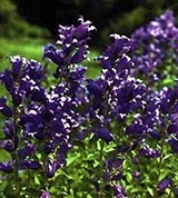 Колокольчик (крапиволистный)