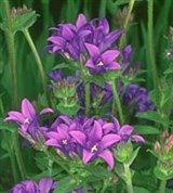 Колокольчик (скученный)