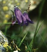 Колокольчик (широколистный)