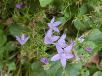 Колокольчик Пожарского – Campanula poscharskyana Degen.