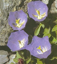 Колокольчик Райнера – Campanula raineri Perpenti.