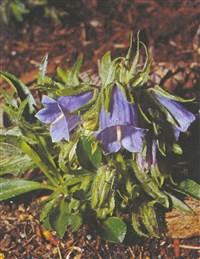 Колокольчик альпийский – Campanula alpina Jacq.