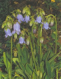 Колокольчик бородатый – Campanula barbata L.