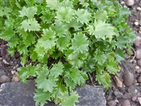 Колокольчик гарганский – Campanula garganica Ten. (1)