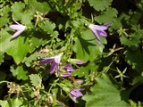 Колокольчик гарганский – Campanula garganica Ten. (2)