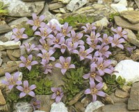 Колокольчик карликовый – Campanula cenisia L.