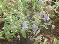 Колокольчик кашмирский – Campanula cashmeriana Royle.