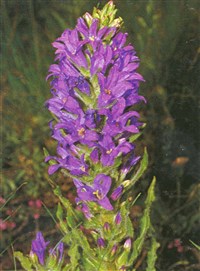 Колокольчик колосовидный – Campanula spicata L.