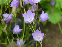 Колокольчик круглолистный, черешковый – Campanula rotundifolia L.