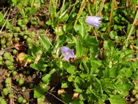 Колокольчик ложечницелистный, маленький – Campanula cochleariifolia Lam.