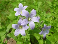 Колокольчик молочноцветковый – Campanula lactiflora Bieb.