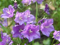 Колокольчик персиколистный, очаровательный, блестящий – Campanula persicifolia L.