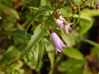 Колокольчик рапунцелевидный – Campanula rapunculoides L.