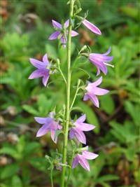 Колокольчик рапунцель, репчатовидный – Campanula rapunculus L.