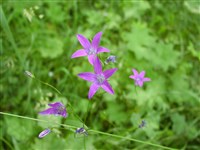 Колокольчик раскидистый – Campanula patula L.