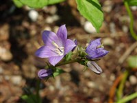 Колокольчик ромбовидный – Campanula rhomboidalis L.