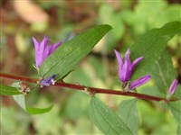 Колокольчик сибирский, Гохенакера – Campanula sibirica L.
