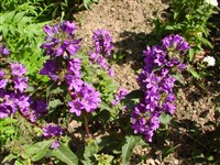 Колокольчик скученный, сборный – Campanula glomerata L