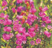 Колокольчик средний – Campanula medium L.