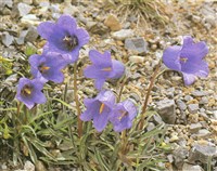 Колокольчик субальпийский, Аллиони – Campanula alpestris All.