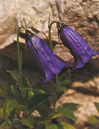 Колокольчик темный – Campanula pulla L.