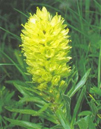 Колокольчик тирсовидный, букетный – Campanula thyrsoides L.