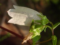 Колокольчик точечный, благородный – Campanula punctata Lam.