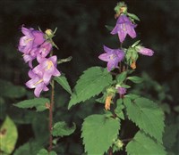 Колокольчик трахелиум, крапиволистный – Campanula trachelium L.