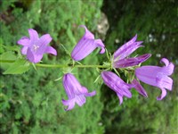Колокольчик широколистный – Campanula latifolia L.
