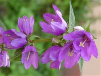 Колокольчик широколопастный, крупный – Campanula latiloba A.DC.