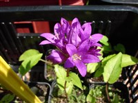 Колокольчик язычковидный – Campanula lingulata Waldst.et Kit.