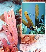 Колониальные организмы (колонии губок)