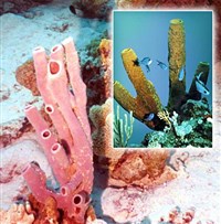 Колониальные организмы (колонии губок)