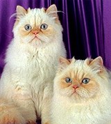 Колор-пойнт (с кремовыми отметинами)