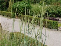 Колосняк канадский, колосняк гигантский, кияк – Leymus racemosus (Lam.) Tzvelev.