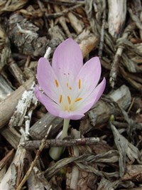 Колхикум Агриппы, шахматный – Colchicum agrippinum Bak.